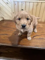 Brown, a male Golden Retriever for sale in Hackett, AR – Photo 2 of 4