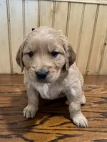 Brown, a male Golden Retriever for sale in Hackett, AR – Photo 1 of 4