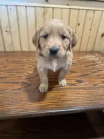 Brown, a male Golden Retriever for sale in Hackett, AR – Photo 3 of 4