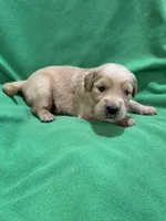 Brown , a male Golden Retriever for sale in Hackett, AR – 3 of 3