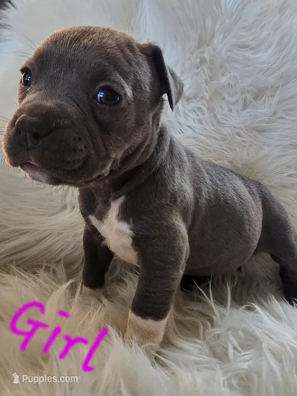 Pup 5 – American Bulldog puppy for sale in Gun Barrel City, TX