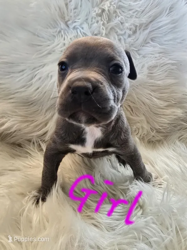 Pup 7 – American Bulldog puppy for sale in Gun Barrel City, TX