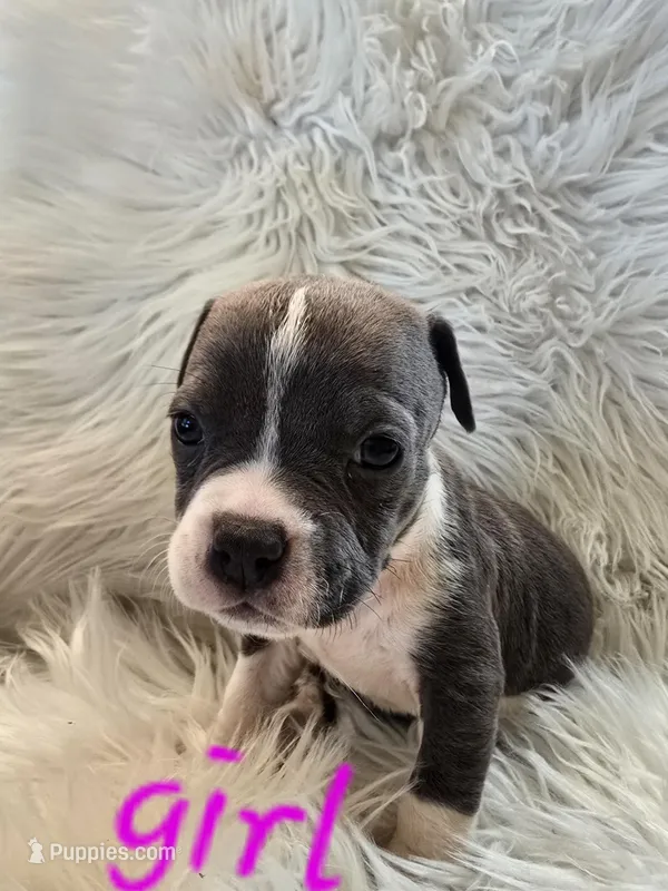 Pup 8 – American Bulldog puppy for sale in Gun Barrel City, TX