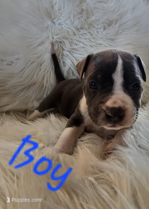 Pup 3  – American Bulldog puppy for sale in Gun Barrel City, TX