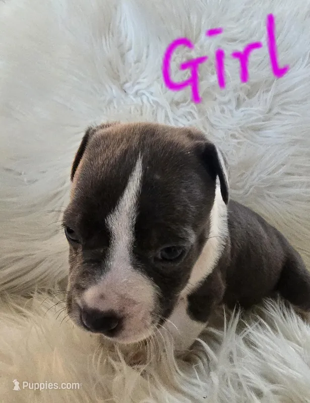 Pup 4 – American Bulldog puppy for sale in Gun Barrel City, TX