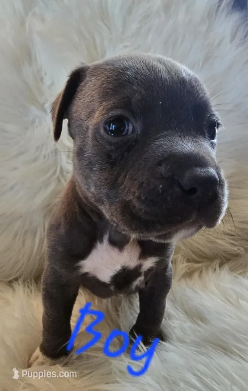 Pup 6 – American Bulldog puppy for sale in Gun Barrel City, TX