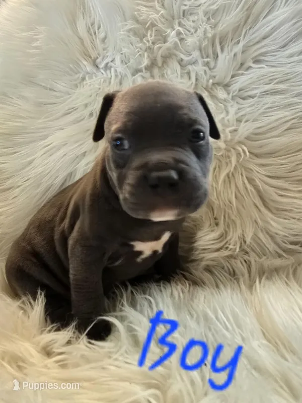 Pup 1 – American Bulldog puppy for sale in Gun Barrel City, TX