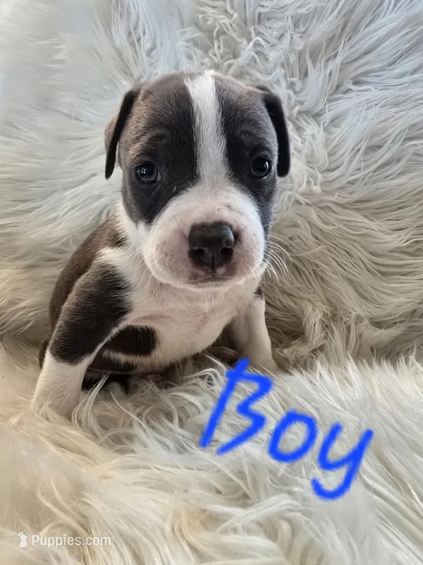 Pup 6 – American Bulldog puppy for sale in Gun Barrel City, TX