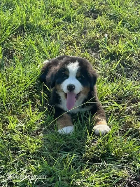 Decan – Bernese Mountain Dog puppy for sale in Cameron, TX