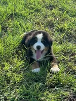 Decan, a male Bernese Mountain Dog for sale in Cameron, TX – 1 of 1