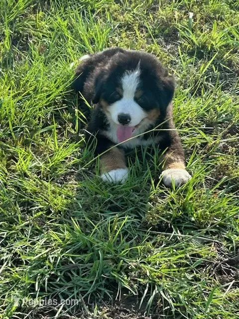Avery – Bernese Mountain Dog puppy for sale in Cameron, TX