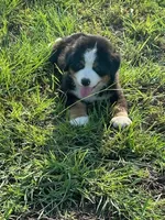 Avery, a male Bernese Mountain Dog for sale in Cameron, TX – 1 of 2