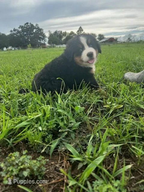 Juliette – Bernese Mountain Dog puppy for sale in Cameron, TX