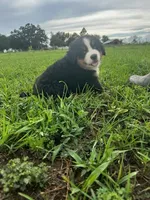 Juliette, a female Bernese Mountain Dog for sale in Cameron, TX – 1 of 1
