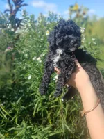 Anna, a female Poodle - Toy  for sale in Motley, MN – 5 of 5