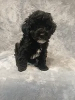 Krissy, a female Poodle - Toy  for sale in Motley, MN – Photo 2 of 2