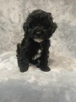 Krissy, a female Poodle - Toy  for sale in Motley, MN – Photo 1 of 2