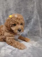 Allison , a female Poodle - Toy  for sale in Motley, MN – Photo 1 of 2