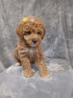 Allison , a female Poodle - Toy  for sale in Motley, MN – Photo 2 of 2