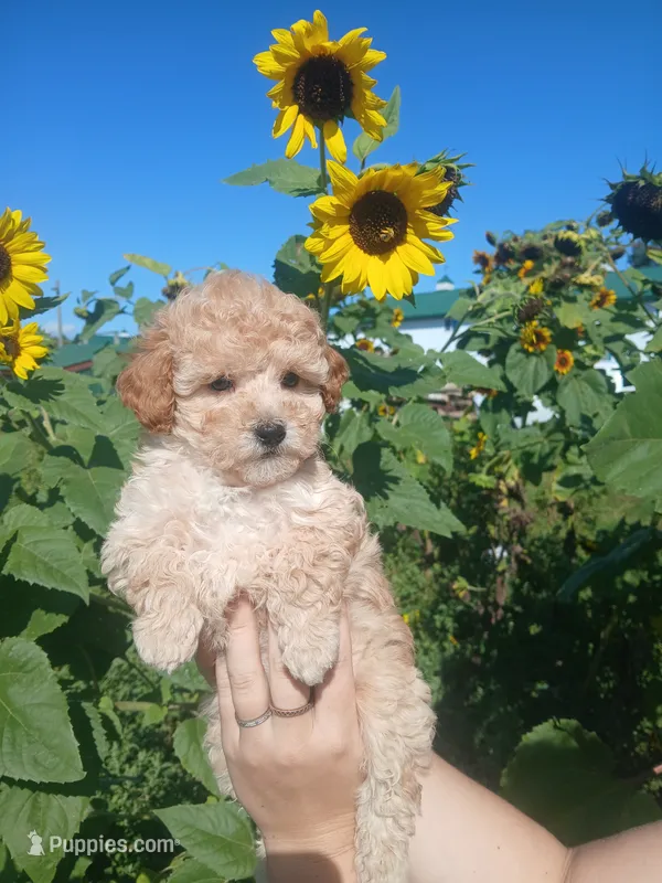 Geo – Poodle - Toy  puppy for sale in Motley, MN