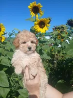 Geo, a female Poodle - Toy  for sale in Motley, MN – 1 of 3