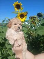Geo, a female Poodle - Toy  for sale in Motley, MN – 2 of 3