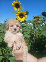 Geo, a female Poodle - Toy  for sale in Motley, MN – 3 of 3