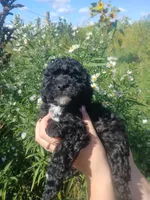 Anna, a female Poodle - Toy  for sale in Motley, MN – 2 of 5