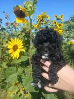 Anna, a female Poodle - Toy  for sale in Motley, MN – 4 of 5