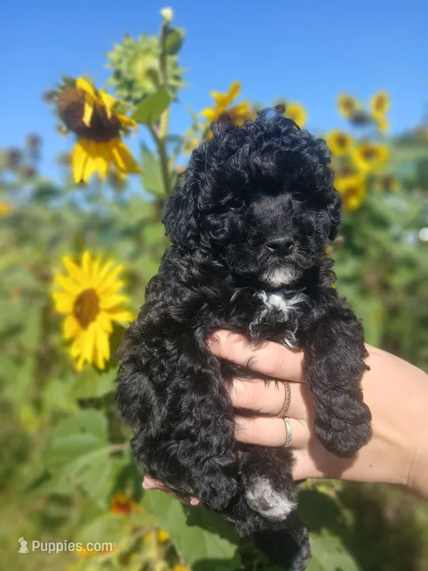 Anna – Poodle - Toy  puppy for sale in Motley, MN