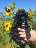 Anna, a female Poodle - Toy  for sale in Motley, MN – 1 of 5