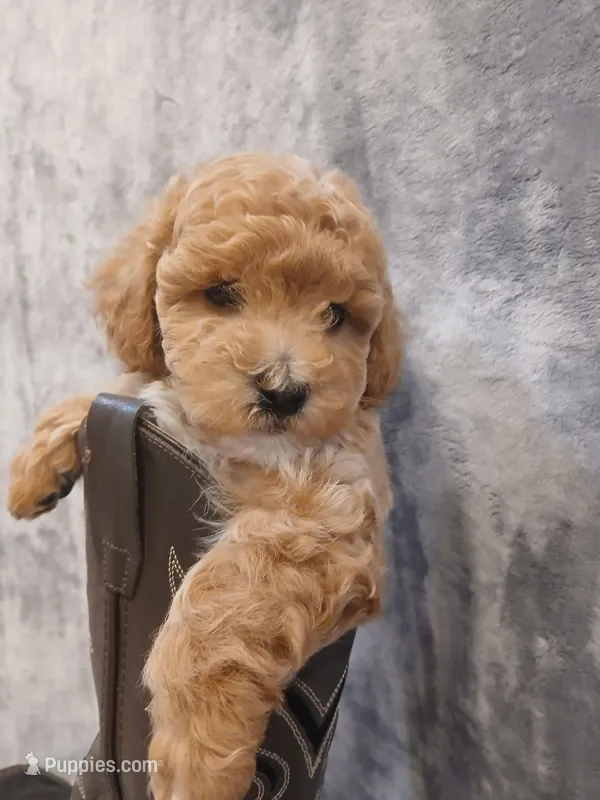 Bruno  – Poodle - Toy  puppy for sale in Motley, MN