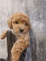 Bruno , a male Poodle - Toy  for sale in Motley, MN – Photo 1 of 5