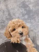 Bruno , a male Poodle - Toy  for sale in Motley, MN – Photo 5 of 5