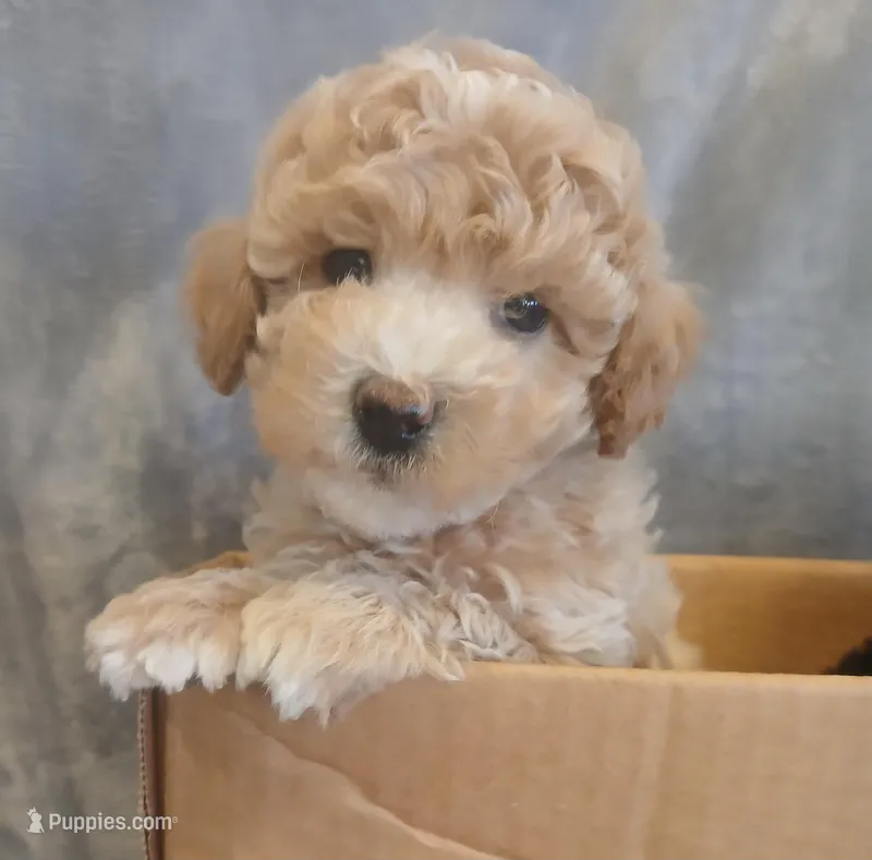 King Goerge – Poodle - Miniature  puppy for sale in Motley, MN