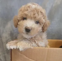 King Goerge, a male Poodle - Miniature  for sale in Motley, MN – Photo 1 of 2