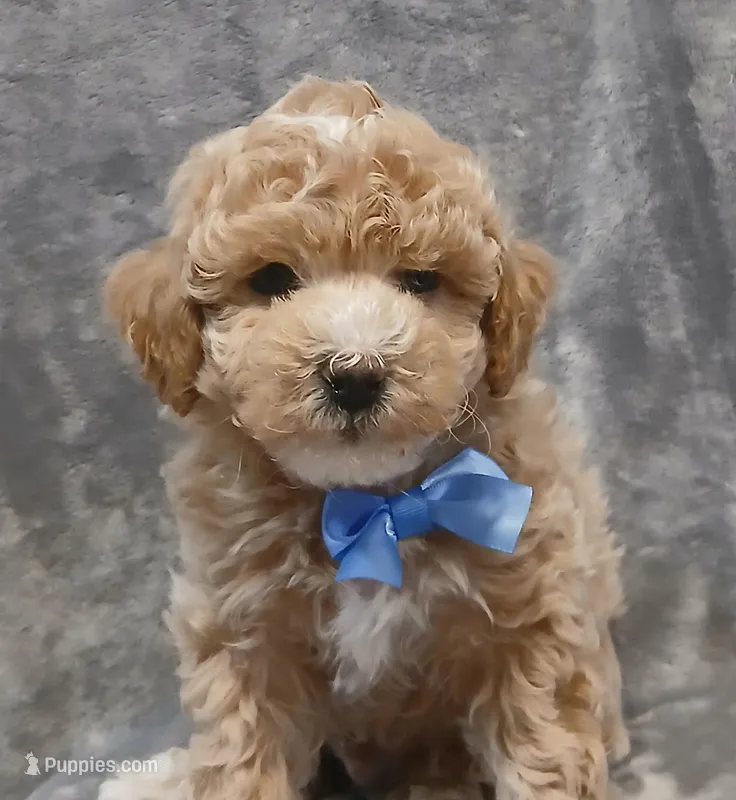 King Goerge – Poodle - Toy  puppy for sale in Motley, MN