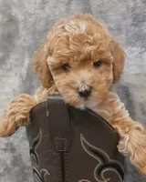 Bruno , a male Poodle - Toy  for sale in Motley, MN – Photo 1 of 6