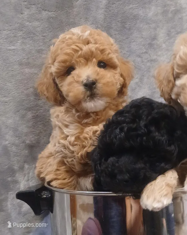 Bruno  – Poodle - Miniature  puppy for sale in Motley, MN