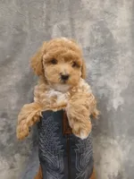 Bruno , a male Poodle - Toy  for sale in Motley, MN – Photo 6 of 6