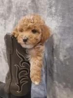 Bruno , a male Poodle - Toy  for sale in Motley, MN – Photo 5 of 6