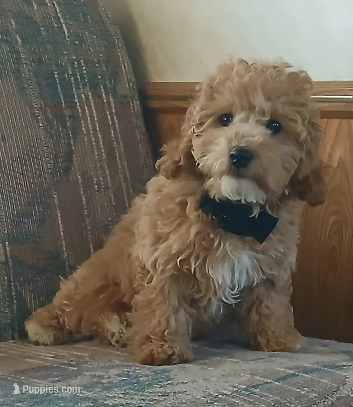 Bruno  – Poodle - Toy  puppy for sale in Motley, MN