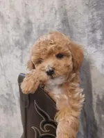 Bruno , a male Poodle - Toy  for sale in Motley, MN – Photo 3 of 6