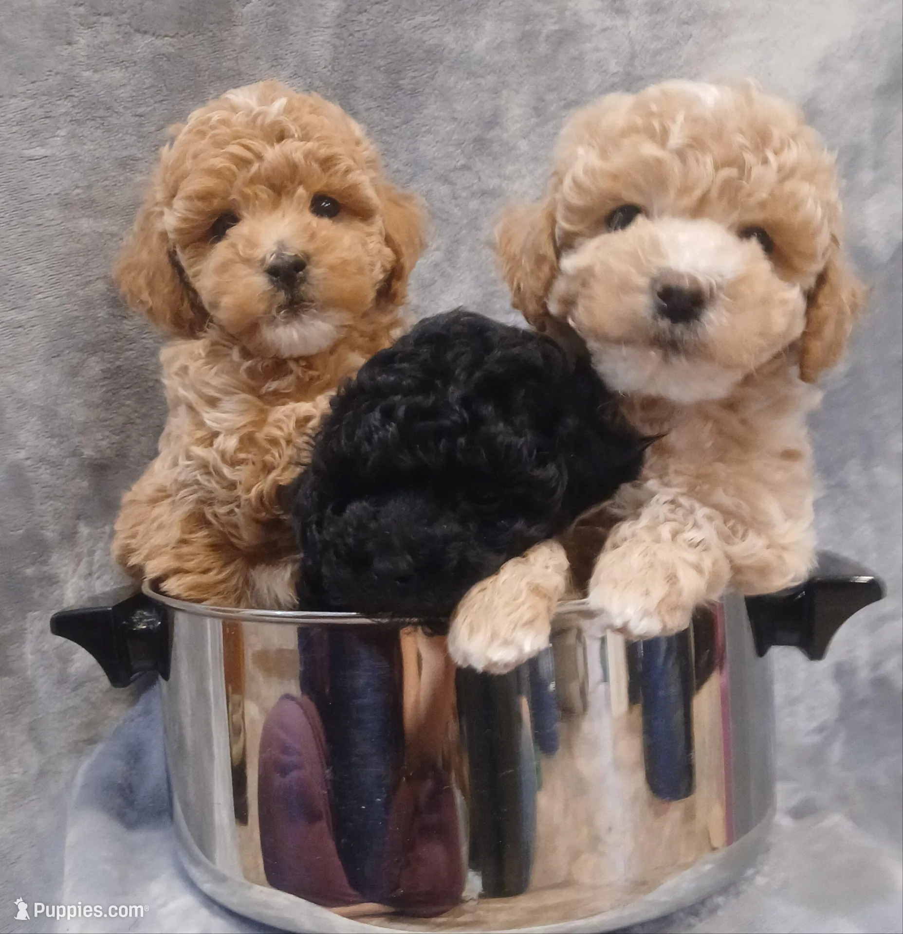 King Goerge, a male Poodle - Miniature  for sale in Motley, MN – Photo 2 of 2