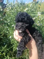 Anna, a female Poodle - Toy  for sale in Motley, MN – 3 of 5