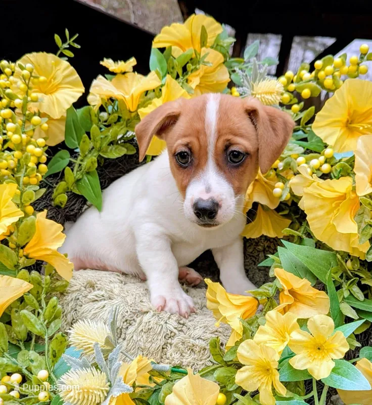 Ollie – Jack Russell Terrier puppy for sale in Sandown, NH