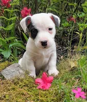 Snickers, a male Jack Russell Terrier for sale in Sandown, NH – 1 of 2
