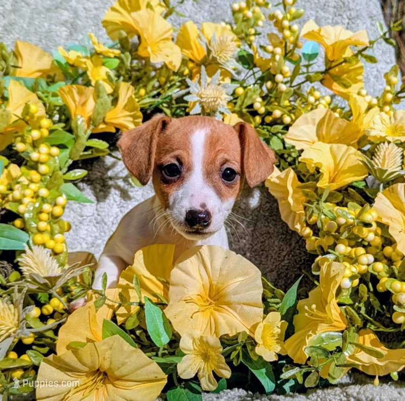 Minnie – Jack Russell Terrier puppy for sale in Sandown, NH