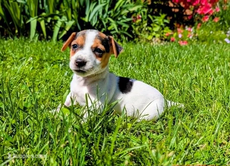 Tilly – Jack Russell Terrier puppy for sale in Sandown, NH