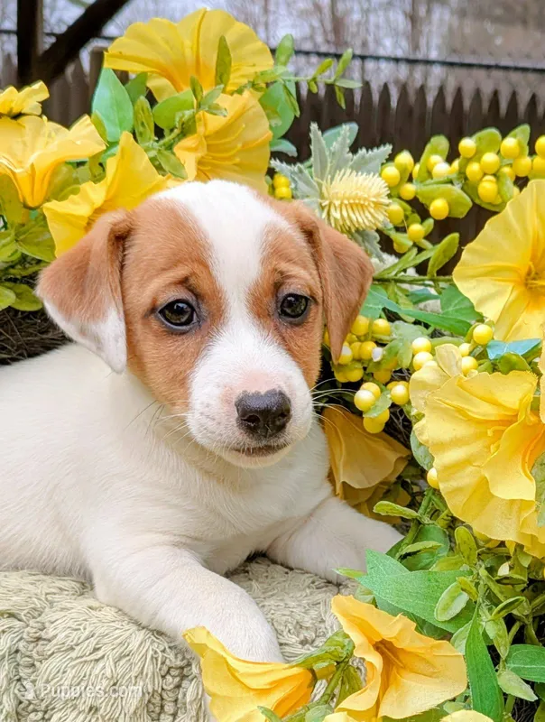 Bindi – Jack Russell Terrier puppy for sale in Sandown, NH